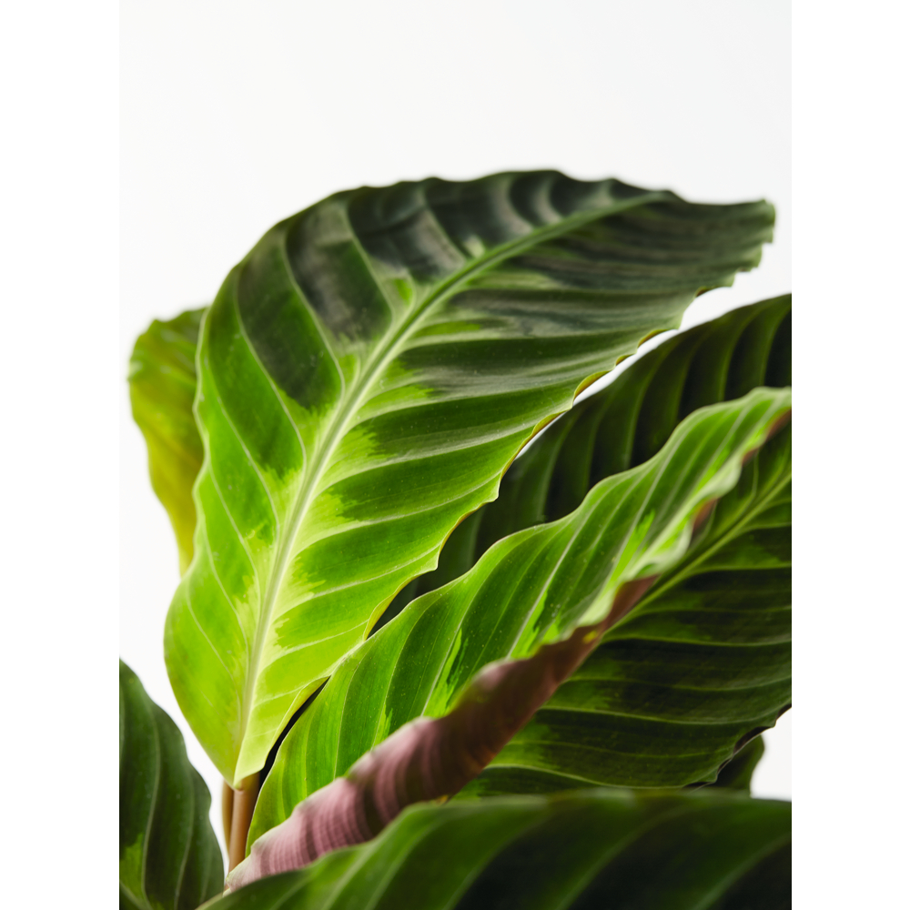 englischer efeu kaufen Englischer Efeu (Hedera Helix) – Botano main image 0