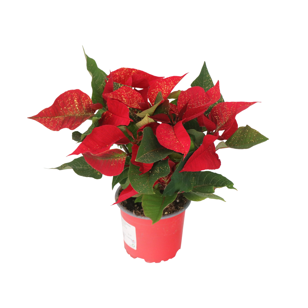 Poinsettia pailleté en touffe : pot de D.10cm