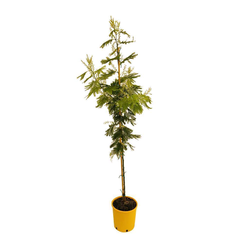 ACACIA DEALB.GREFFE D18 TUT-(629870)
