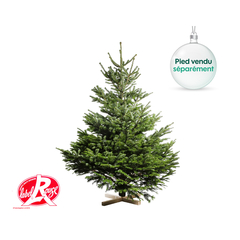Sapin de Noël naturel Abies nordmann - Label Rouge : 150/175 cm coupé
