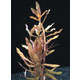 Plante aquatique : Ammania Gracilis en bouquet