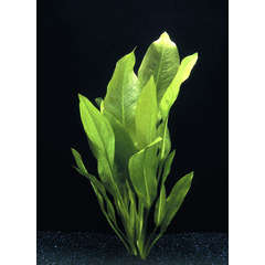 Plante aquatique : Echinodorus Bleheri en bouquet