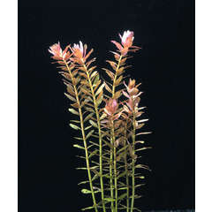 Plante aquatique : Rotala Indica en bouquet