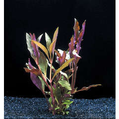Plante aquatique : Althernanthera Reineckii en pot