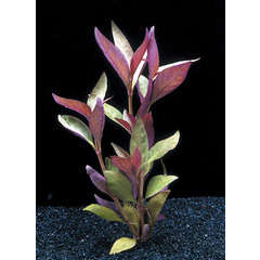 Plante aquatique : Althernanthera Lilacina en pot