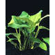 Plante aquatique : Anubia Barteri en pot