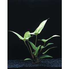 Plante aquatique : Anubia Hastifolia en pot