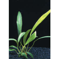 Plante aquatique : Anubia Heterophylla Lanceolata en pot
