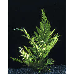 Plante aquatique : Bolbitis Heudelotii en pot