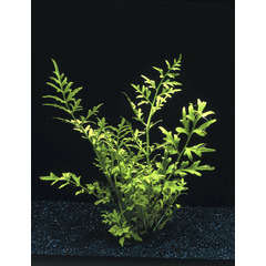 Plante aquatique : Ceratopteris Thailicroides en pot