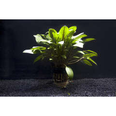 Plante aquatique : Cryptocoryne Wendtii Green en pot