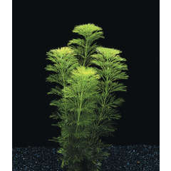 Plante aquatique : Limnophila Sessiflora en pot