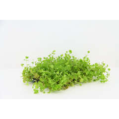 Plante aquatique : Micranthemum Umbrosum sur tapis (10x11cm)