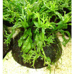 Plante aquatique : Microsorium Pteropus Windelov sur coco