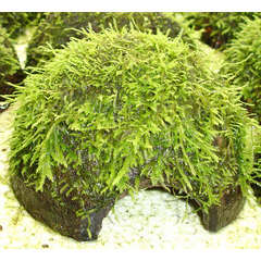 Plante aquatique : Versicularia Dubyana sur coco
