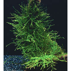 Plante aquatique : Versicularia Dubyana en gobelet
