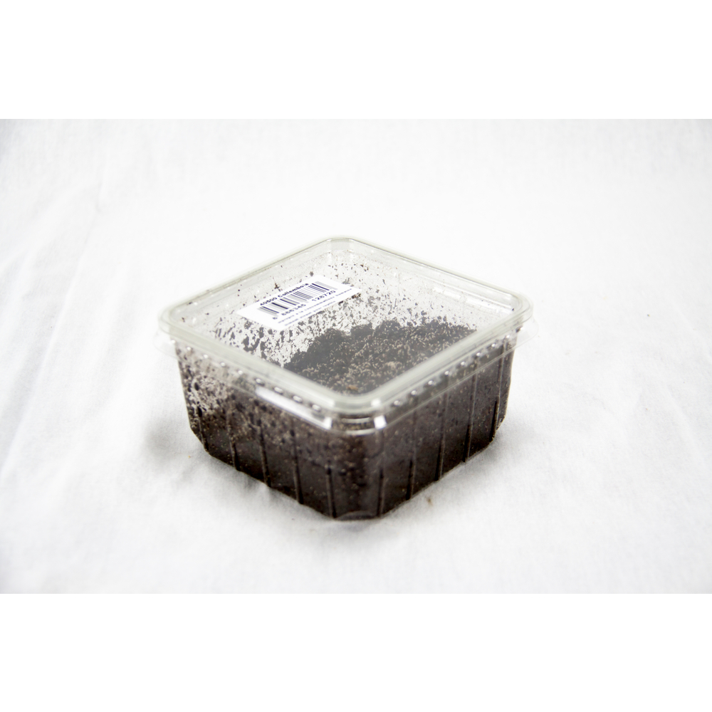 Boites de 1000 collemboles environ pour alimentation dendrobates