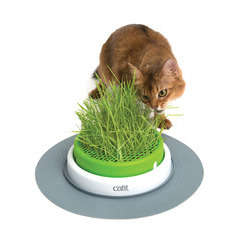 Jardin herbe à chat Senses 2.0