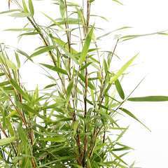 Bambou non-traçant fargesia scabrida 'Asian Wonder': jardinière de 30L