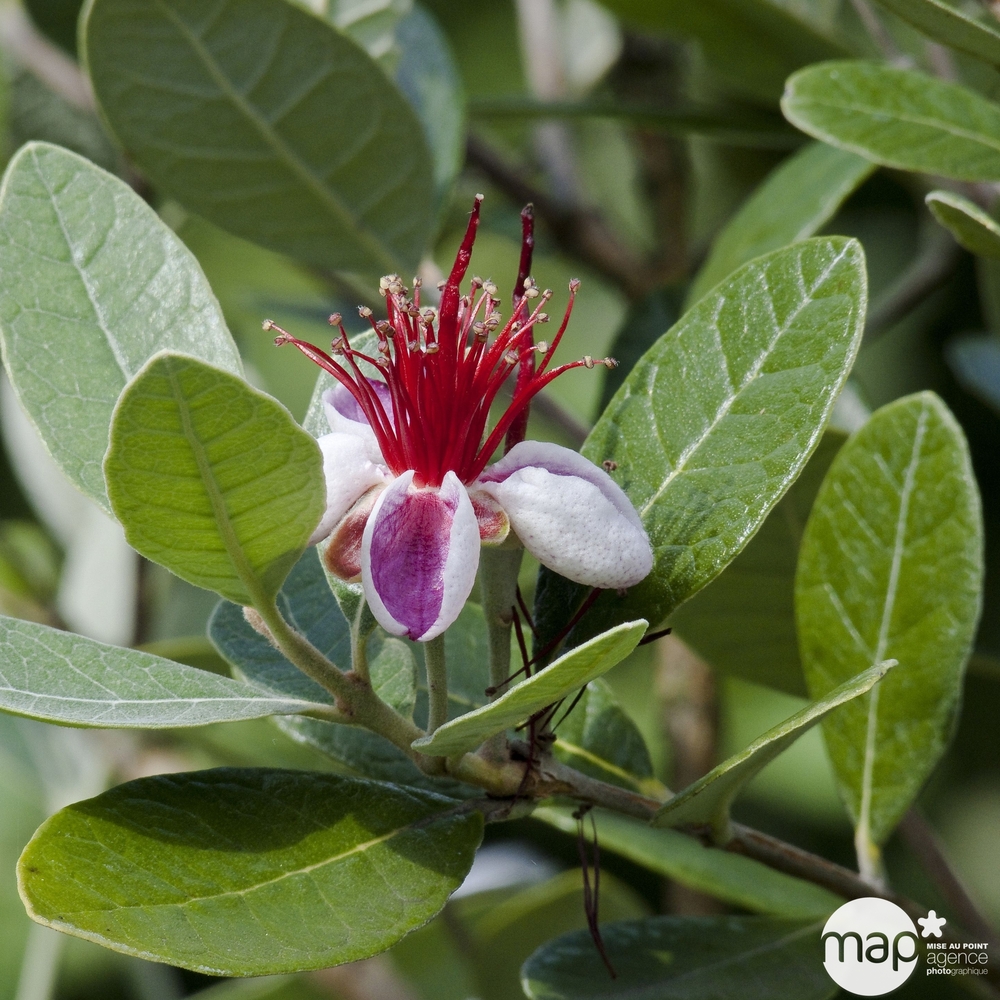 Feijoa Sellowiana : pot de 3L