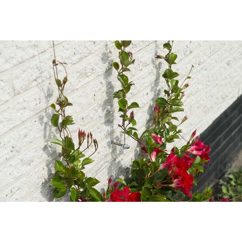 Kit de palissage: Câble galvanisé (10m) et fixation