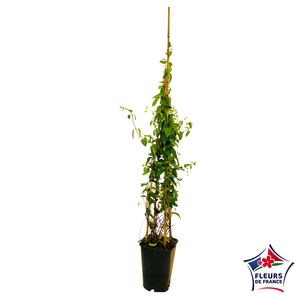 Lonicera 'Halliana' - Pyramide- Pot 6L