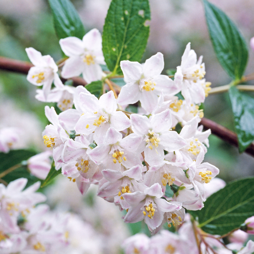 Deutzia 'Perle Rose' : pot 15L