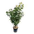 Prunus serrulata 'Kanzan' - Pot 15L