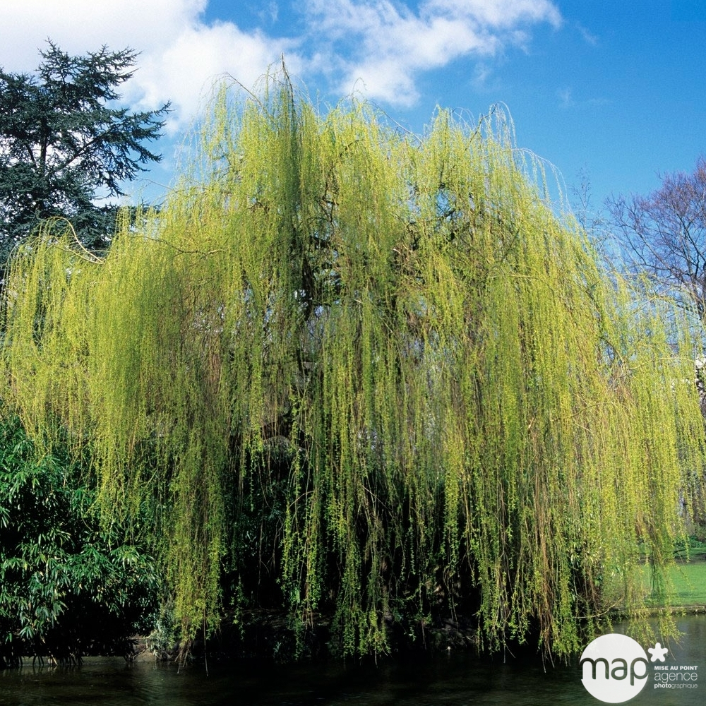 Salix alba ' Tristis ' C35L