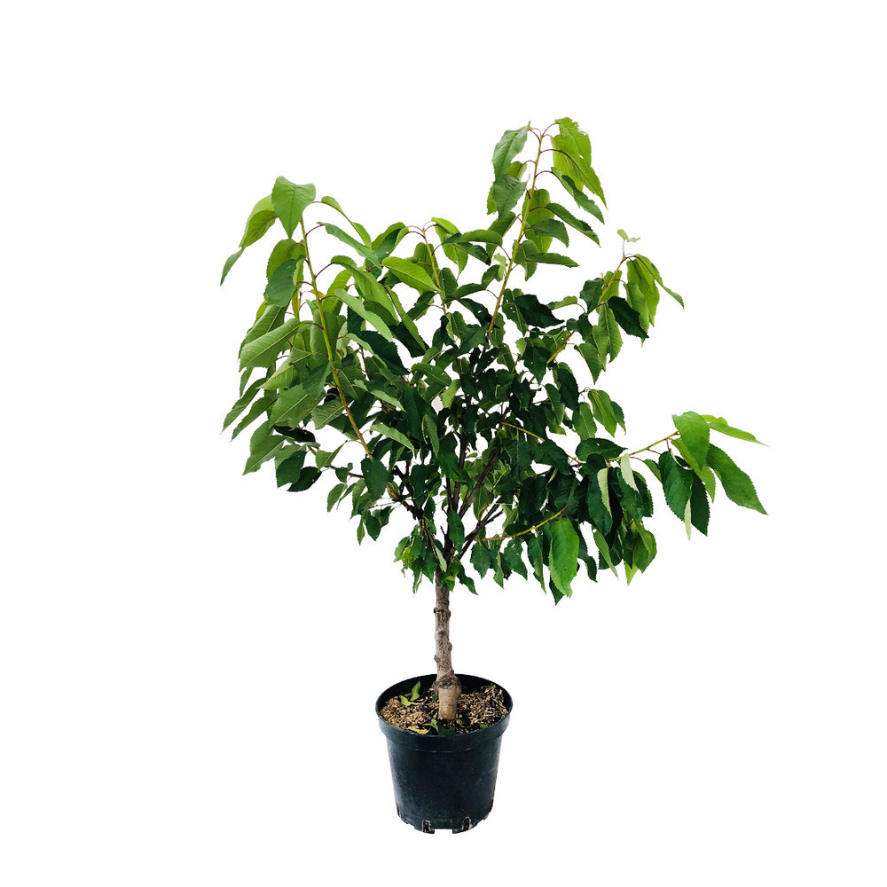 Cerisier 'Reverchon' pot 20L fuseau 
