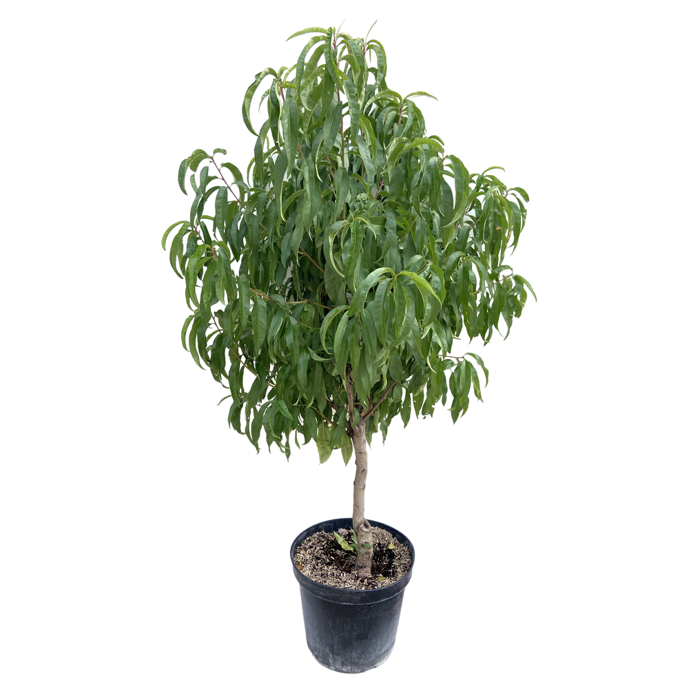 Pêche de vigne sanguine conteneur 20 litres Fuseau