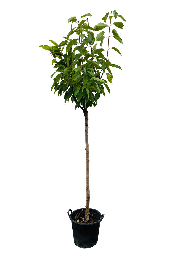 Cerisier 'Lapins':Tige calibre 10/12 cm conteneur 25 litres