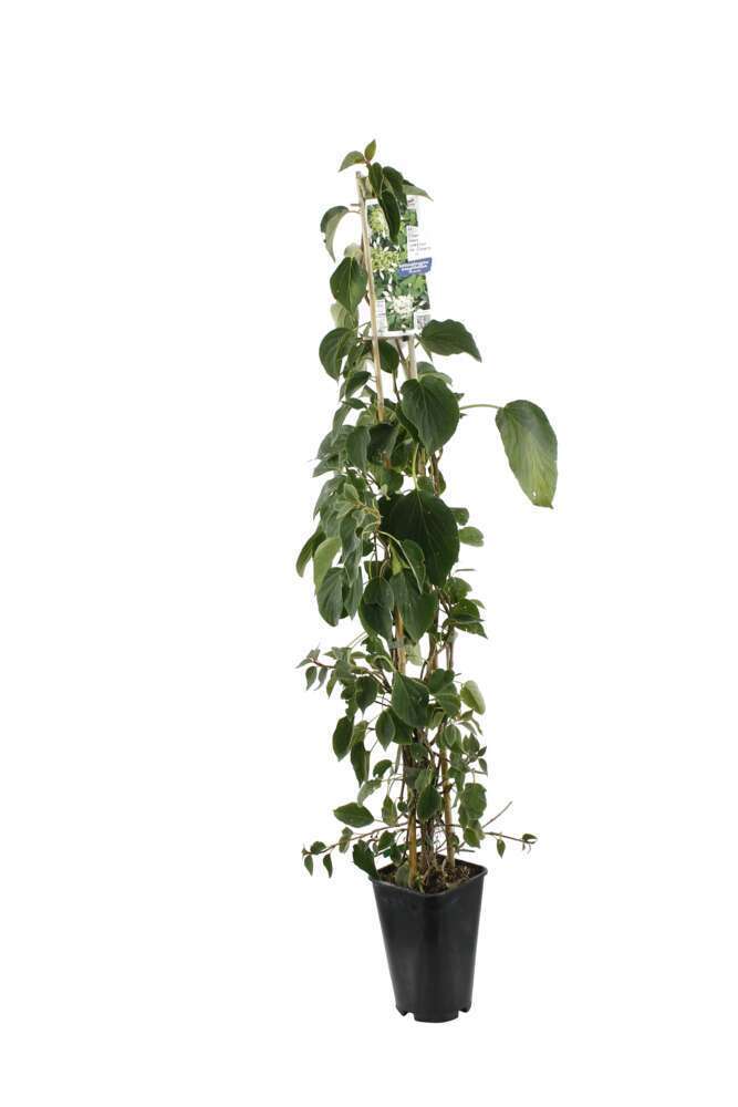 Schizophragma 'Windmills. ' - Echelle - Pot 3L 
