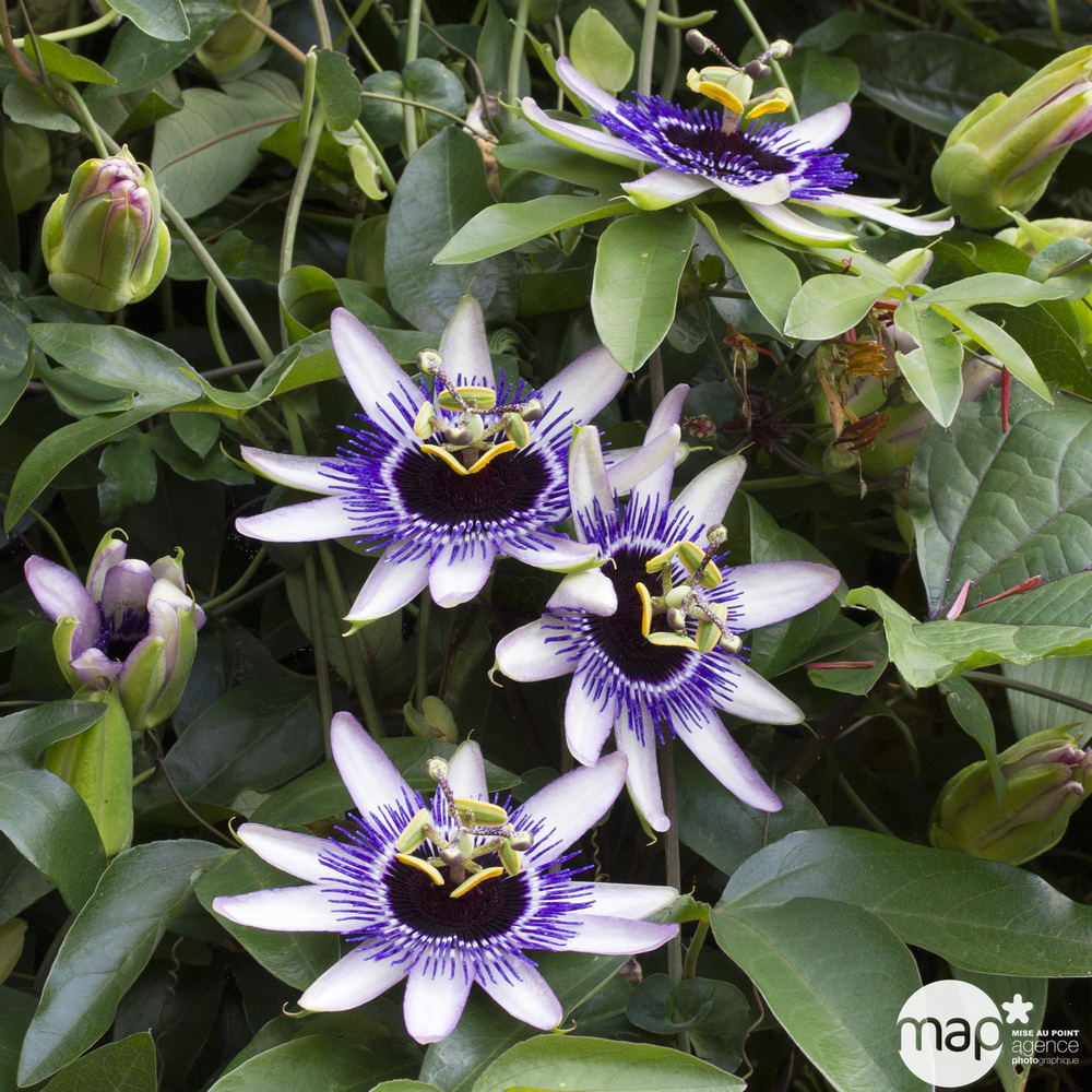 Passiflore 'Silly Cow':échelle C3L