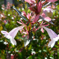 Kit haie abélia (Abélia grandiflora)