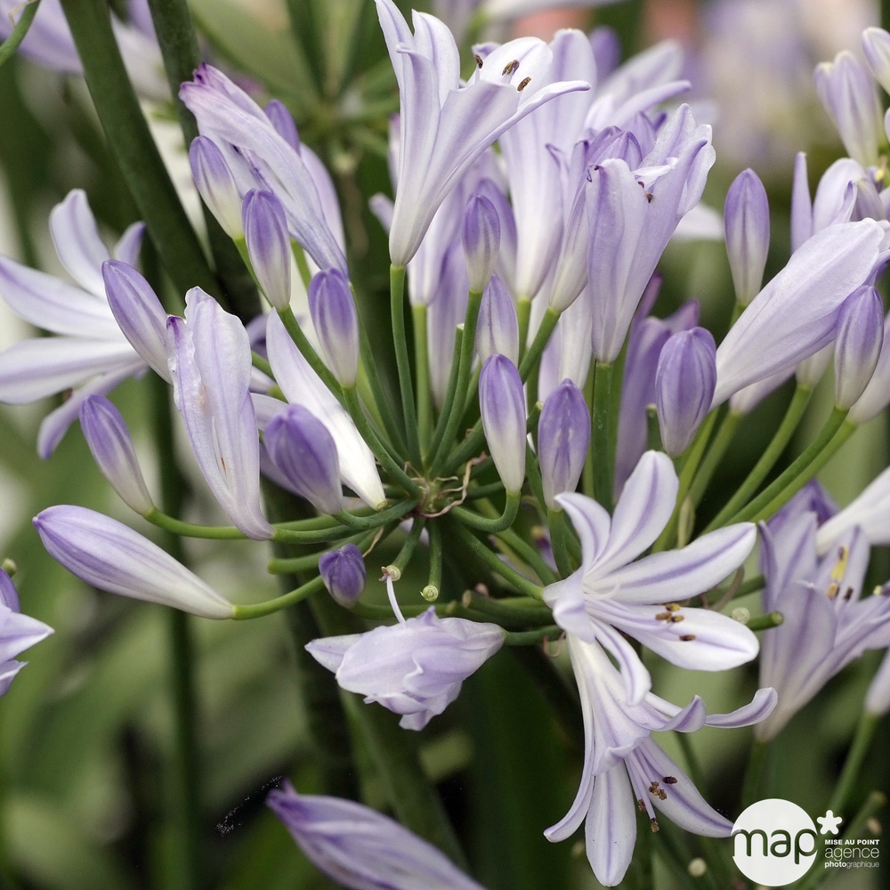 Agapanthe 'Pitchoune Blue' : C2L