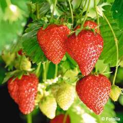 Plant de fraisier 'Ruby Ann' F1 : pot de 1 litre
