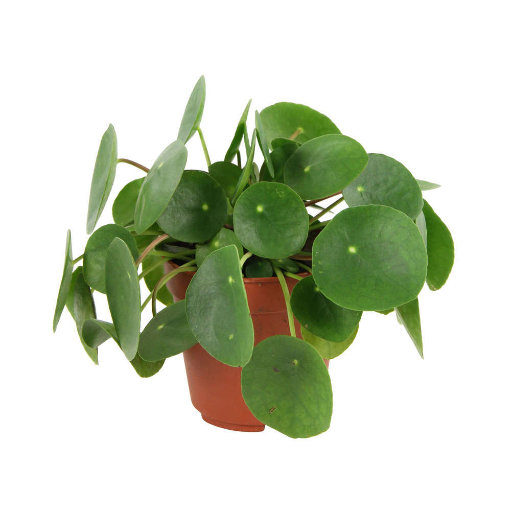 Pilea peperomioides : pot diamètre 12 cm