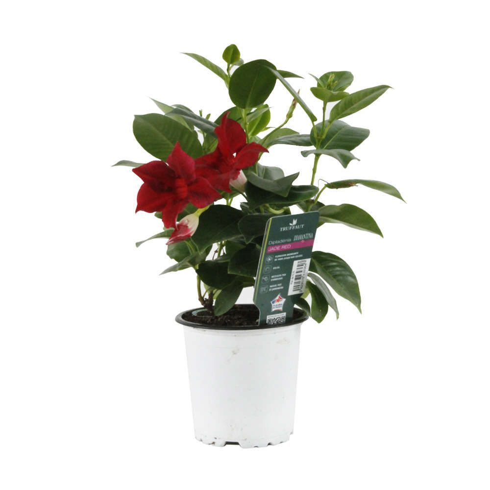 Dipladenia Diamantina 'Jade Red' : C.0,5L