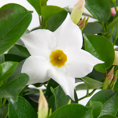 Dipladénia Diamantina Jade White : C.5L