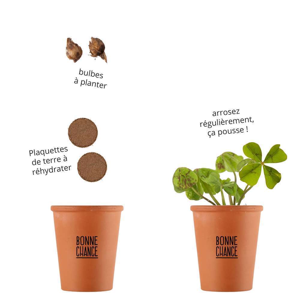 Kit Trèfle à 4 Feuilles Porte-Bonheur - Graines Bio Oxalis Deppei & Trifolium - Cadeau Chance DIY Jardin