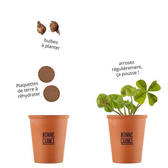 Kit Trèfle à 4 Feuilles Porte-Bonheur - Graines Bio Oxalis Deppei & Trifolium - Cadeau Chance DIY Jardin