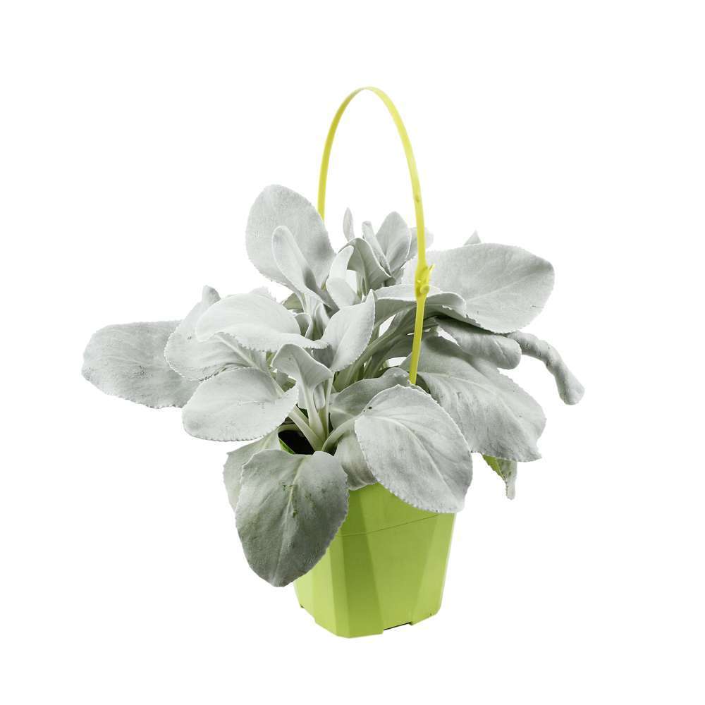 Senecio candicans 'Angel Wings':conteneur 4L