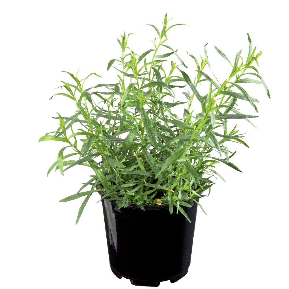 Plant d'estragon bio : pot de 1 litre