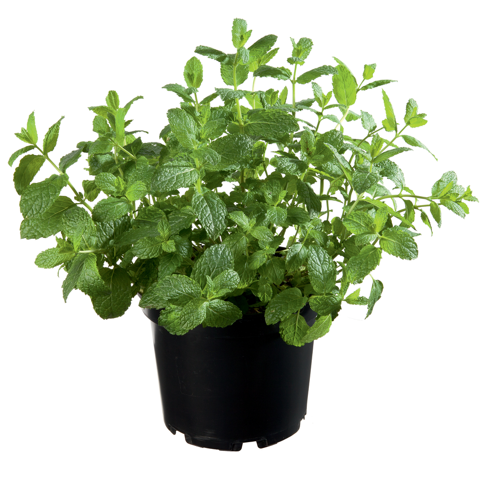 Menthe verte AB : C1L