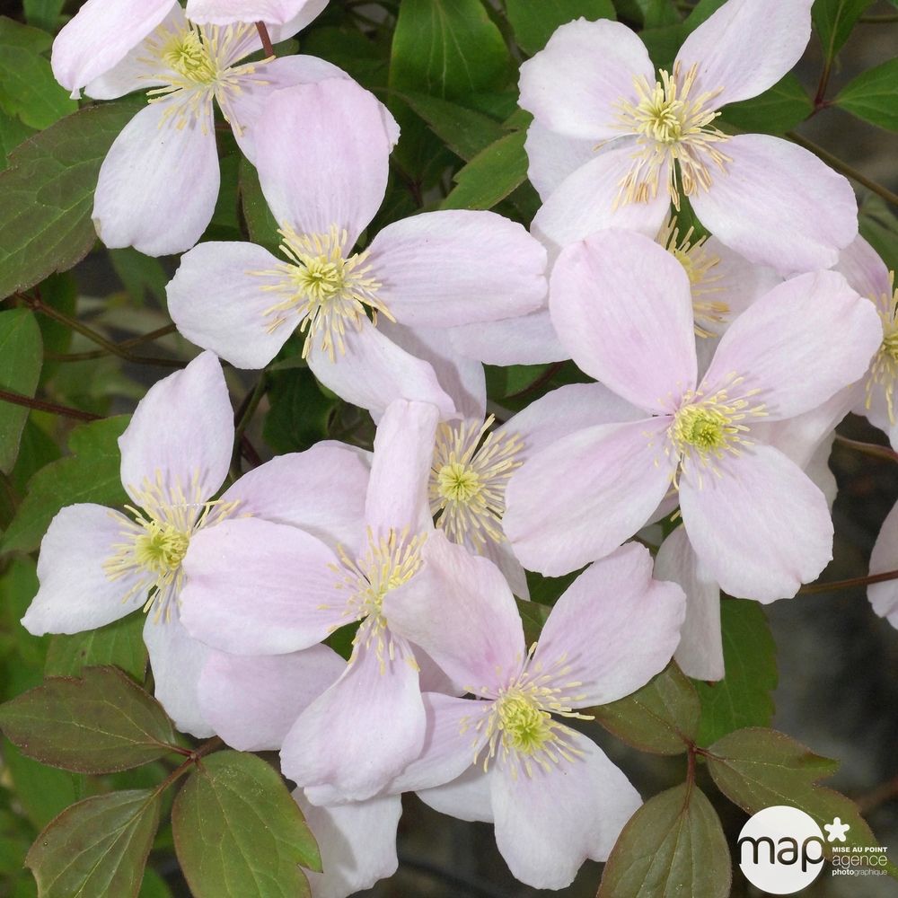 Clematis montana Mayleen : C3L Tipi