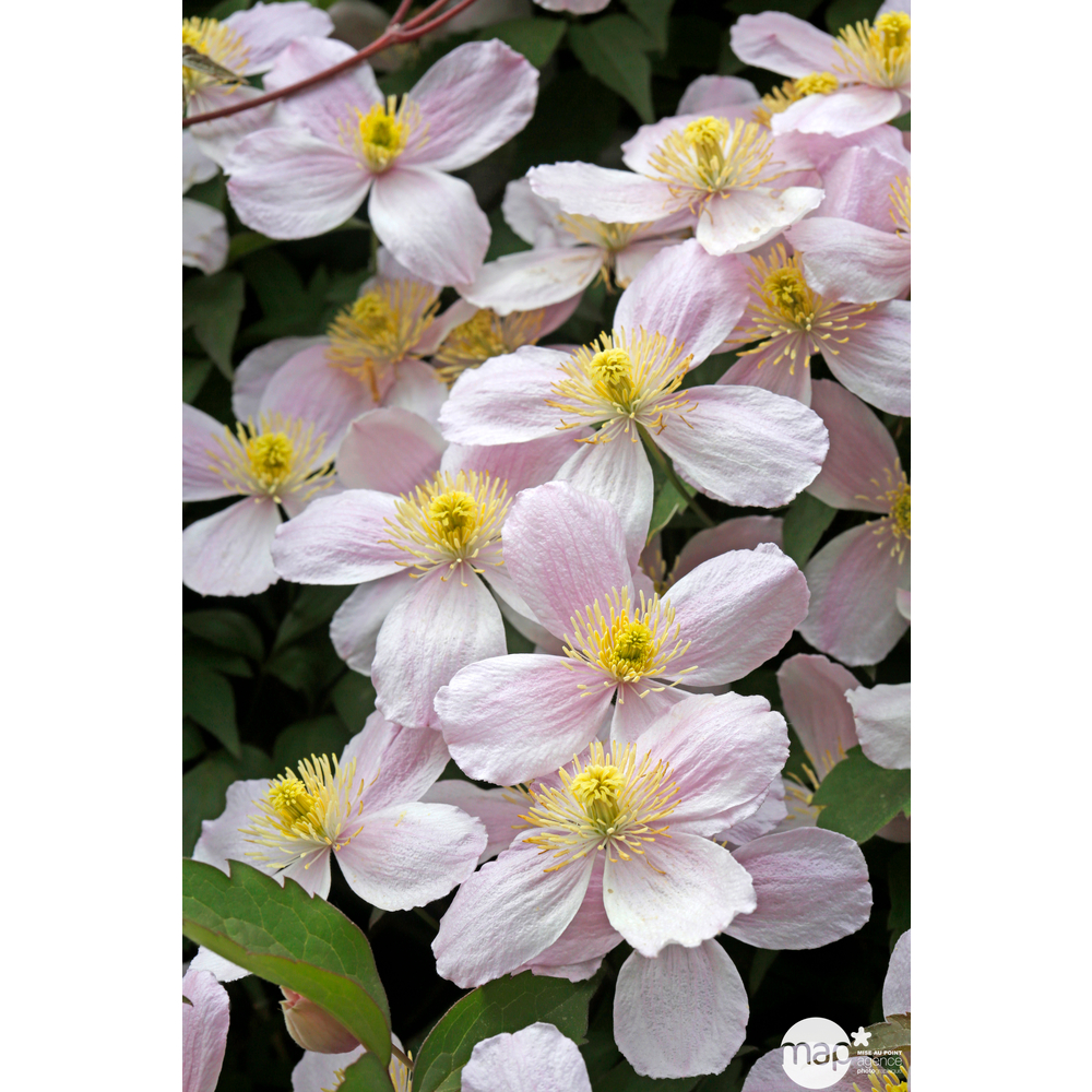 Clematis montana 'Rubens' : pot de 3L - H. 120 cm
