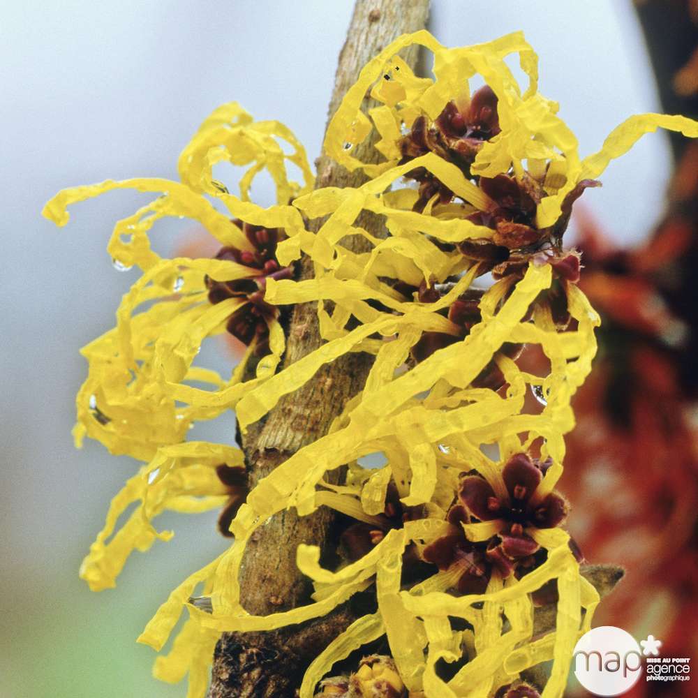 Hamamelis Pallida : C4L