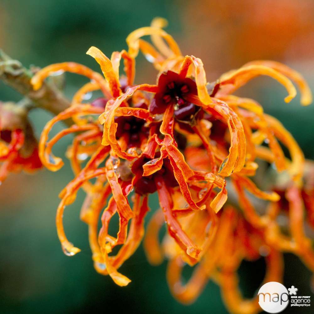 Hamamelis Winter Gem : C4L
