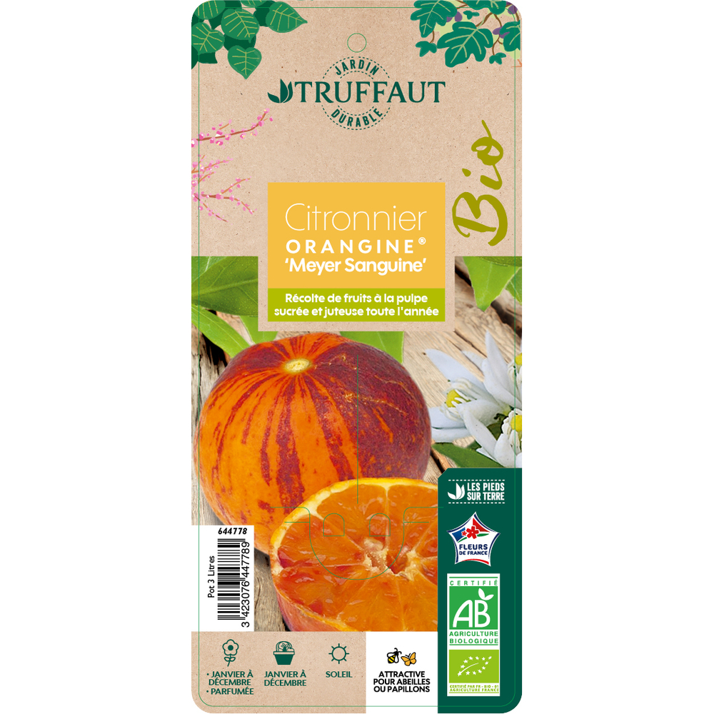 Citronnier x Meyer 'sanguine' : AB C3L